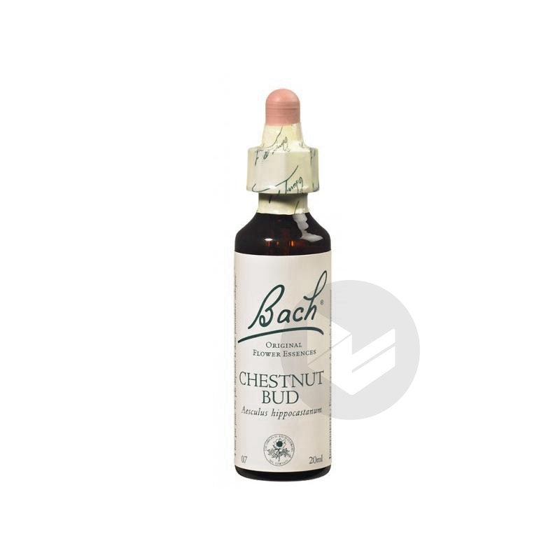 Chestnut Bud Elixir floral 20ml