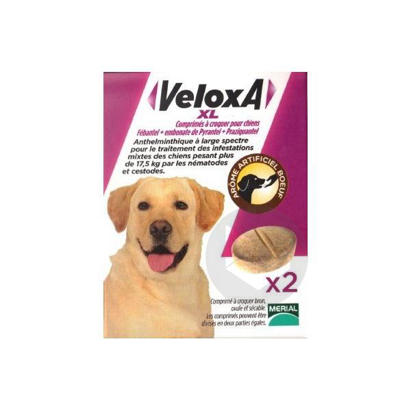 VELOXA XL Cpr à croquer vermifuge chien B/2